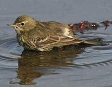 European Rock Pipit