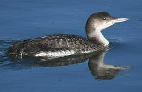 Common Loon