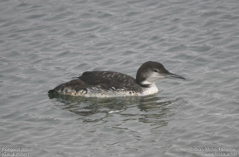 Common Loon