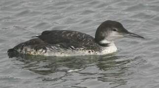 Common Loon