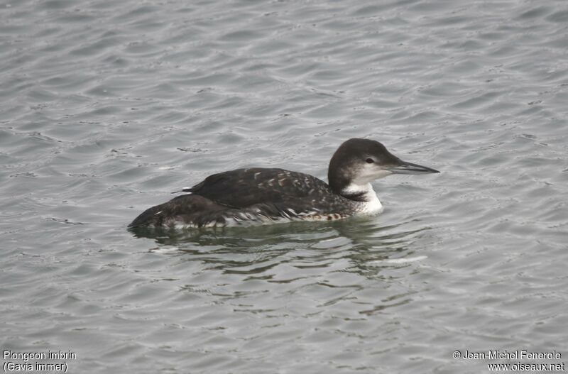 Common Loon