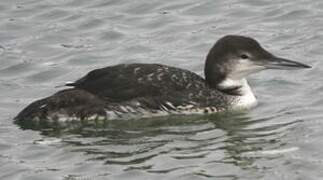 Common Loon