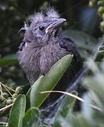 Brewer's Blackbird