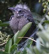 Brewer's Blackbird