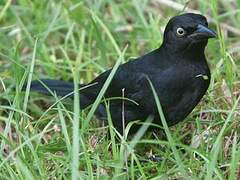 Greater Antillean Grackle