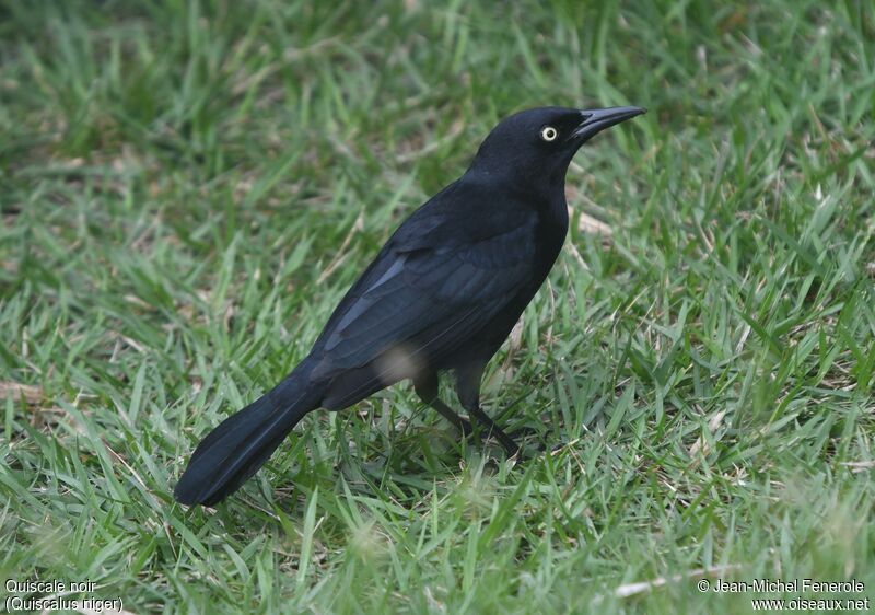 Greater Antillean Grackle