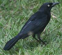 Greater Antillean Grackle