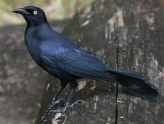 Greater Antillean Grackle