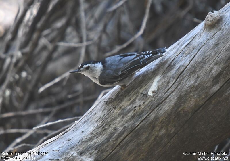 White-breasted Nuthatch