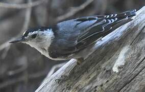 White-breasted Nuthatch