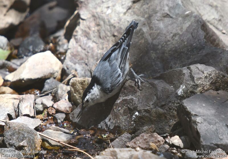 White-breasted Nuthatch