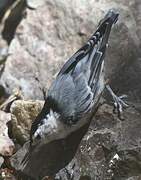 White-breasted Nuthatch