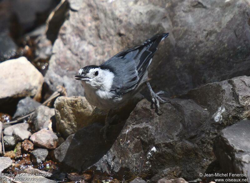 White-breasted Nuthatch