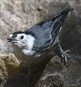 White-breasted Nuthatch