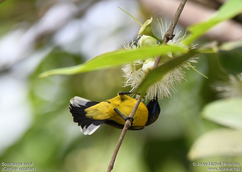 Ornate Sunbird male adult, aspect, pigmentation