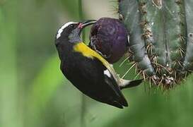 Bananaquit