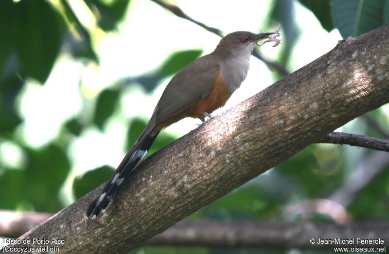 Puerto Rican Lizard Cuckoo