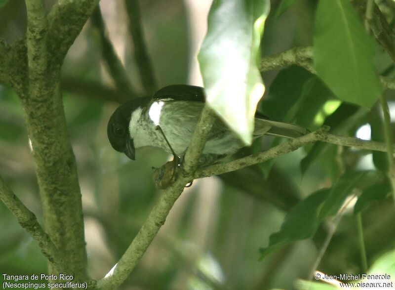 Puerto Rican Tanager