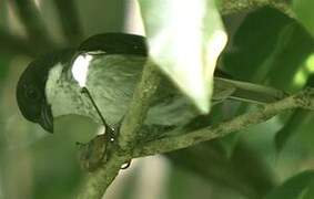 Puerto Rican Tanager