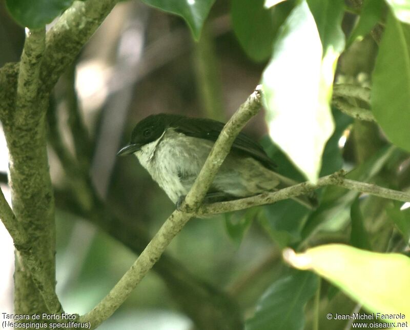 Puerto Rican Tanager