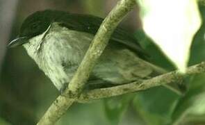 Puerto Rican Tanager