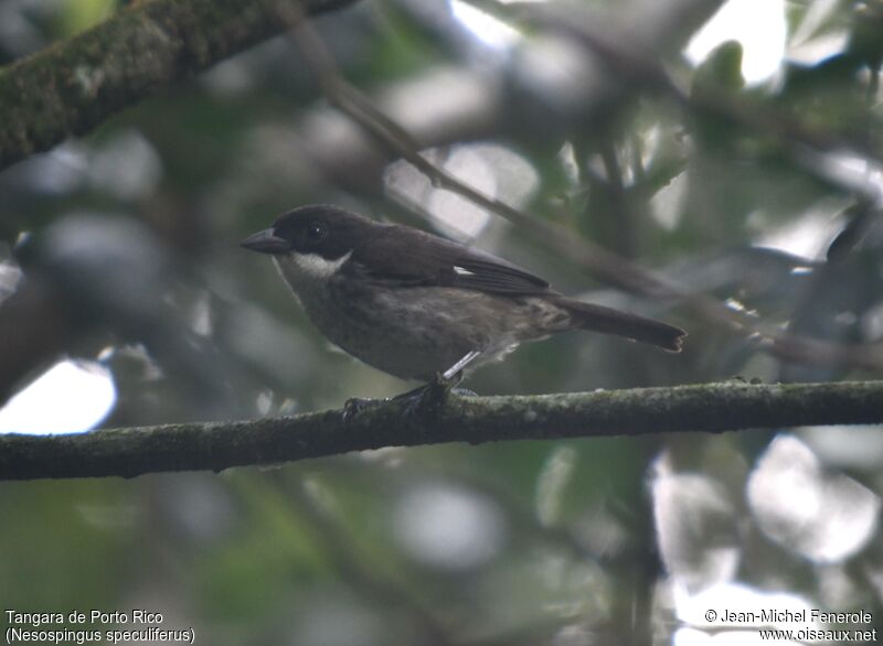 Puerto Rican Tanager