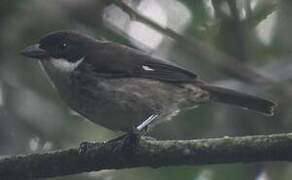 Puerto Rican Tanager