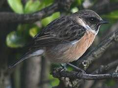 European Stonechat