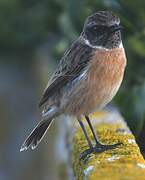 European Stonechat