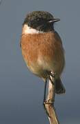 European Stonechat