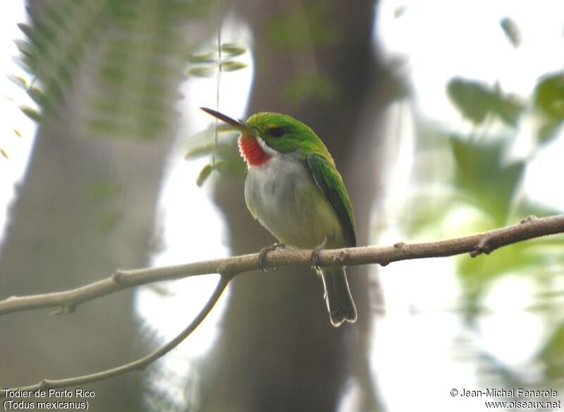 Puerto Rican Tody