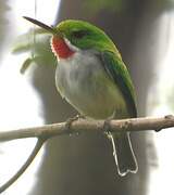 Puerto Rican Tody