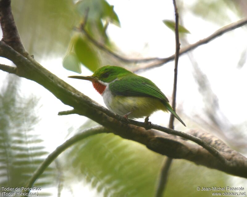 Puerto Rican Tody