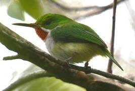 Puerto Rican Tody