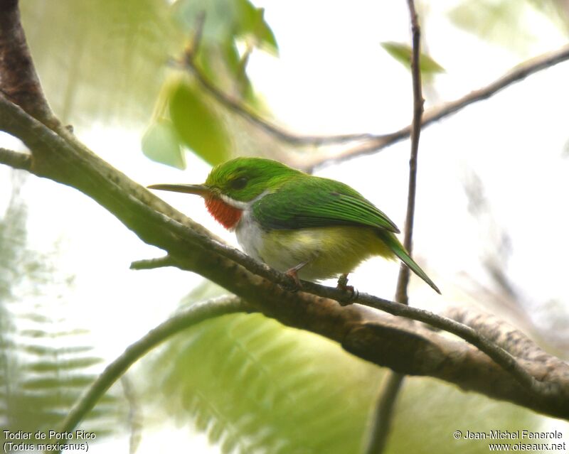 Puerto Rican Tody