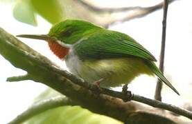 Puerto Rican Tody