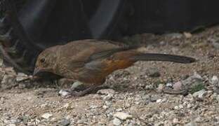 California Towhee