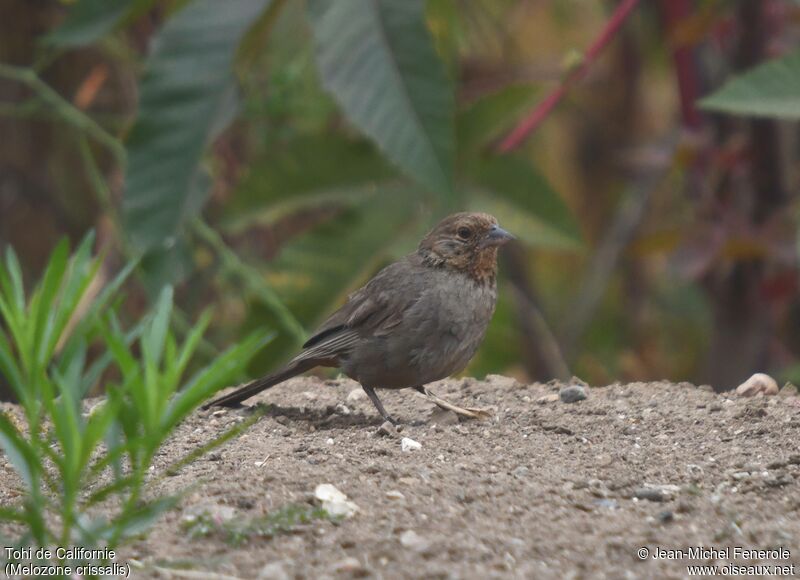 California Towhee