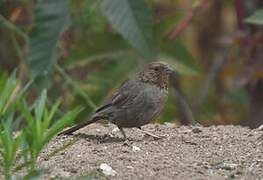 California Towhee