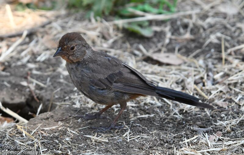 California Towhee