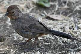 California Towhee