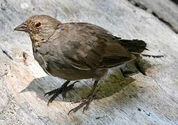 California Towhee