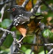 Spotted Towhee