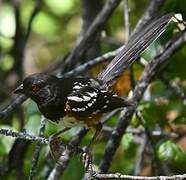 Spotted Towhee