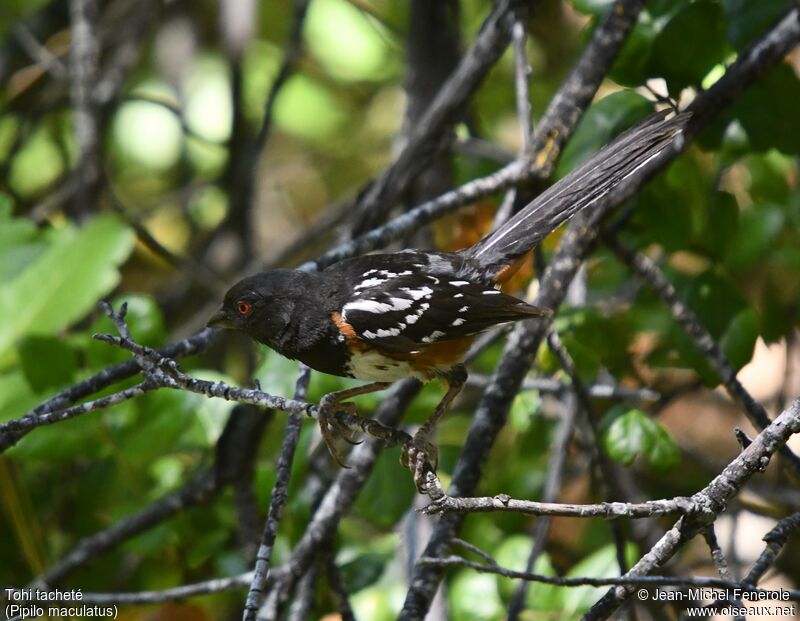 Spotted Towhee