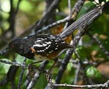 Spotted Towhee