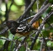 Spotted Towhee