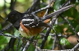 Spotted Towhee