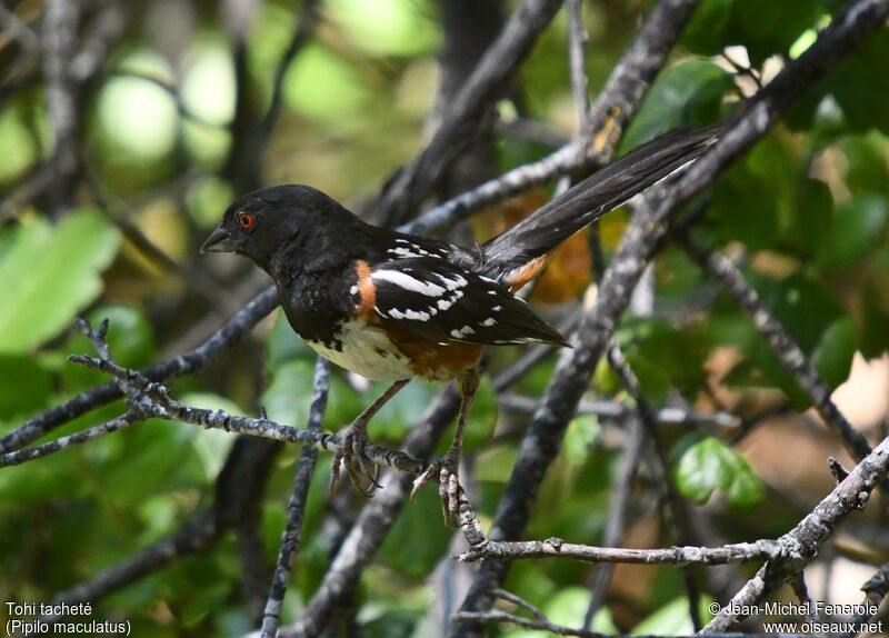 Spotted Towhee