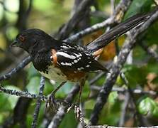 Spotted Towhee